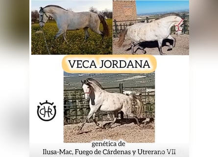 PRE Mix, Giumenta, 11 Anni, 163 cm, Grigio