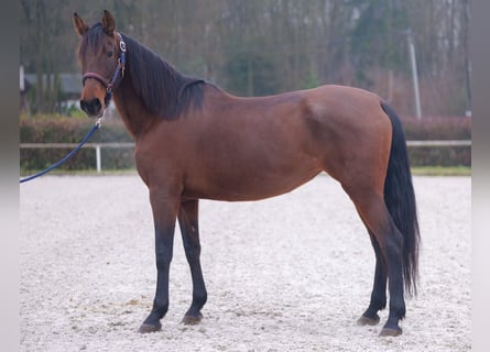 PRE Mix, Giumenta, 12 Anni, 162 cm, Baio