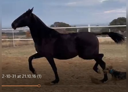 PRE, Giumenta, 12 Anni, 168 cm, Morello