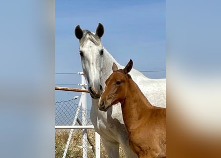 PRE, Giumenta, 12 Anni, 170 cm, Grigio trotinato