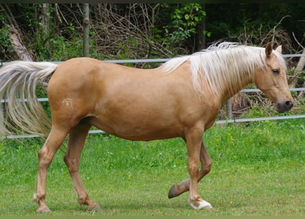 PRE, Giumenta, 12 Anni, Palomino