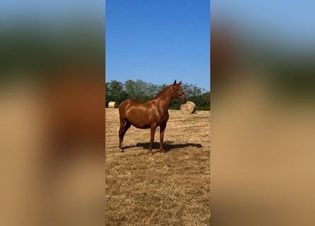 PRE Mix, Giumenta, 13 Anni, 159 cm, Sauro