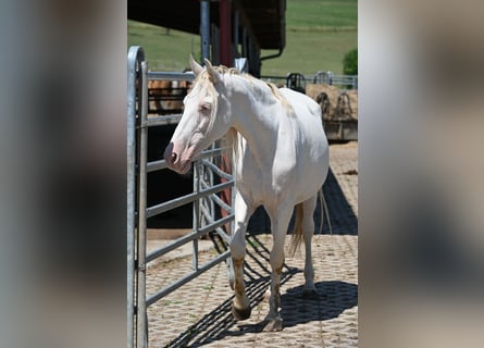 PRE, Giumenta, 13 Anni, Perlino