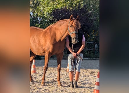 PRE, Giumenta, 14 Anni, 158 cm, Sauro