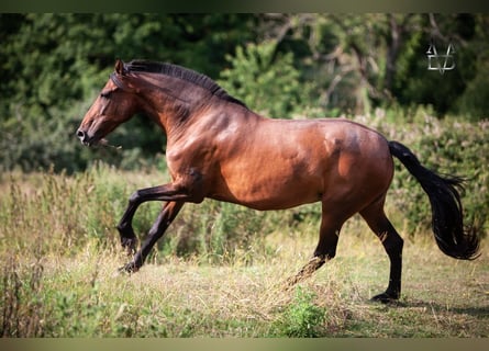 PRE, Giumenta, 14 Anni, 166 cm, Baio scuro