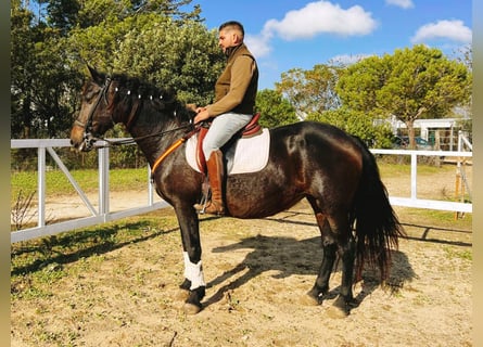 PRE Mix, Giumenta, 15 Anni, 162 cm