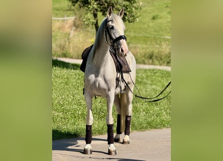 PRE, Giumenta, 15 Anni, 163 cm, Grigio trotinato