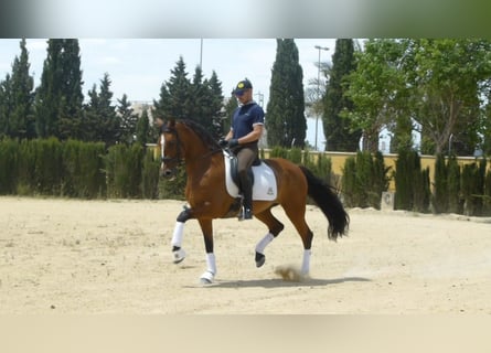 PRE, Giumenta, 15 Anni, 164 cm, Baio chiaro