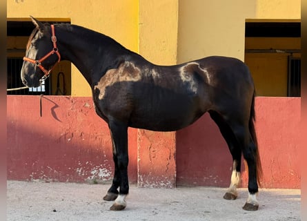 PRE Mix, Giumenta, 17 Anni, 167 cm, Morello