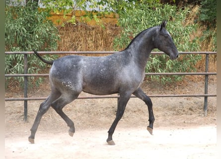 PRE Mix, Giumenta, 1 Anno, 150 cm, Grigio