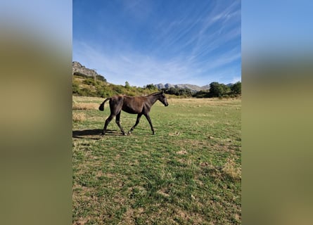 PRE, Giumenta, 1 Anno, 150 cm, Morello