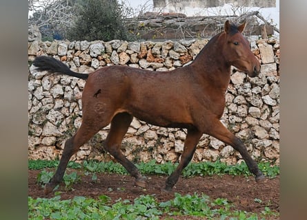 PRE Mix, Giumenta, 1 Anno, 160 cm, Baio