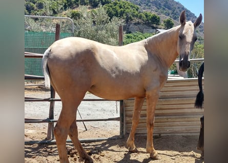 PRE, Giumenta, 1 Anno, 160 cm, Dunalino