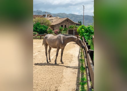 PRE, Giumenta, 1 Anno, 160 cm, Grigio