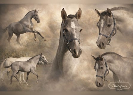 PRE Mix, Giumenta, 1 Anno, 160 cm, Grigio