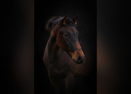 PRE, Giumenta, 1 Anno, 160 cm, Pearl