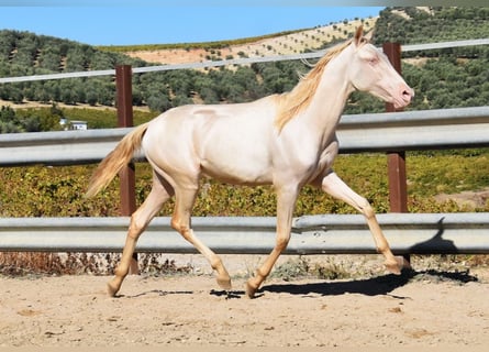 PRE Mix, Giumenta, 1 Anno, 160 cm, Perlino