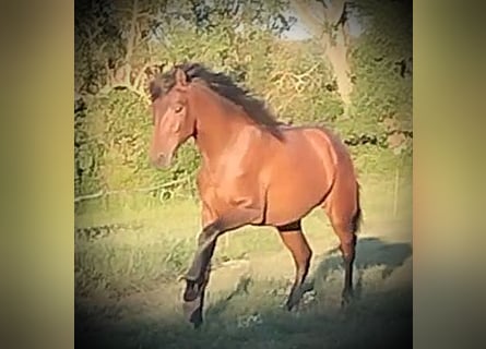 PRE Mix, Giumenta, 1 Anno, 163 cm, Baio chiaro