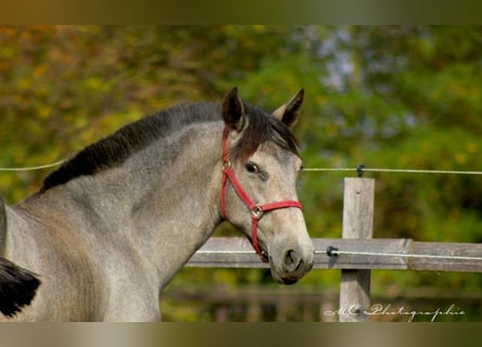 PRE, Giumenta, 1 Anno, 165 cm, Grigio