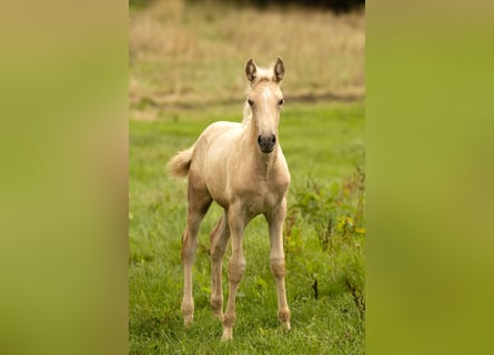 PRE, Giumenta, 1 Anno, 165 cm, Palomino