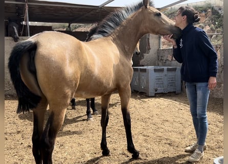 PRE, Giumenta, 2 Anni, 147 cm