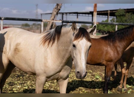 PRE, Giumenta, 2 Anni, 154 cm, Falbo