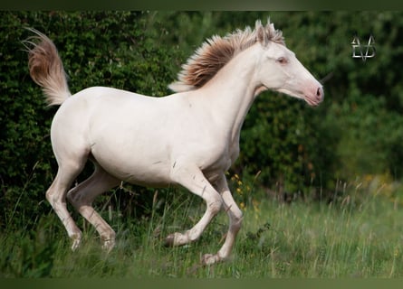 PRE, Giumenta, 2 Anni, 155 cm, Cremello