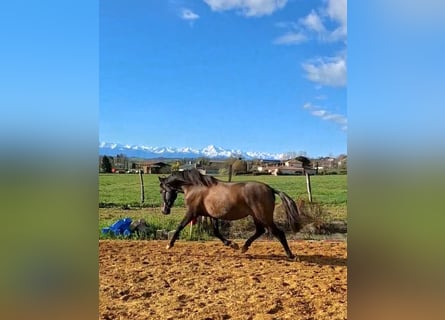 PRE Mix, Giumenta, 2 Anni, 155 cm, Falbo baio