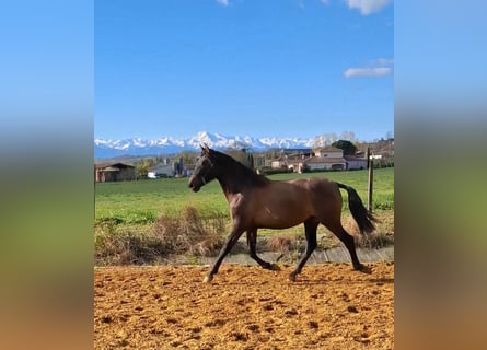 PRE Mix, Giumenta, 2 Anni, 155 cm, Falbo baio