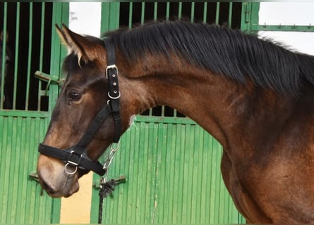 PRE, Giumenta, 2 Anni, 160 cm, Falbo