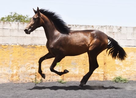 PRE, Giumenta, 2 Anni, 162 cm, Falbo