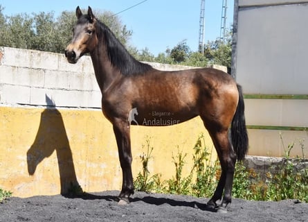 PRE, Giumenta, 2 Anni, 162 cm, Falbo
