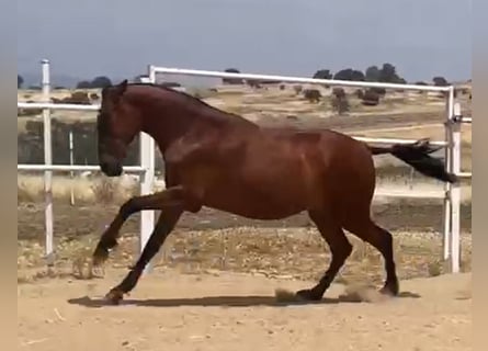 PRE, Giumenta, 2 Anni, 163 cm, Baio chiaro