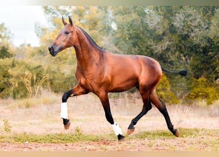 PRE, Giumenta, 2 Anni, 165 cm, Baio