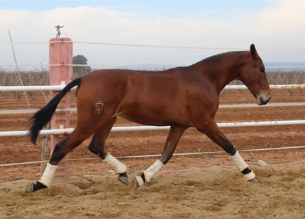 PRE, Giumenta, 2 Anni, 165 cm, Baio