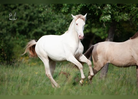 PRE, Giumenta, 2 Anni, 165 cm, Falbo