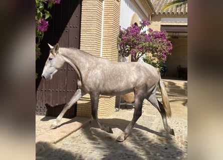 PRE, Giumenta, 2 Anni, 165 cm, Grigio