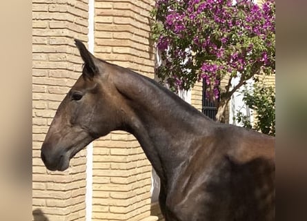 PRE, Giumenta, 2 Anni, 165 cm, Grigio