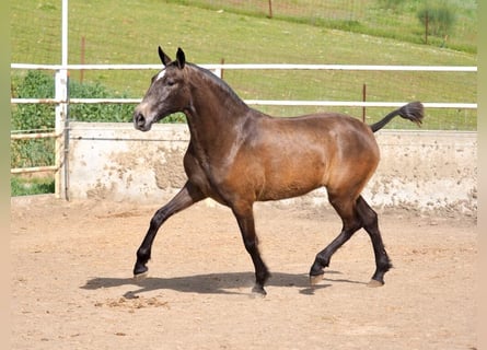 PRE Mix, Giumenta, 2 Anni, 165 cm, Grigio