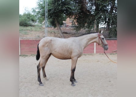 PRE, Giumenta, 2 Anni, 167 cm, Falbo