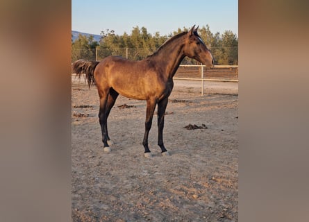 PRE, Giumenta, 2 Anni, 167 cm, Grigio