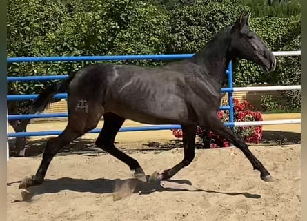 PRE, Giumenta, 2 Anni, 167 cm, Grigio