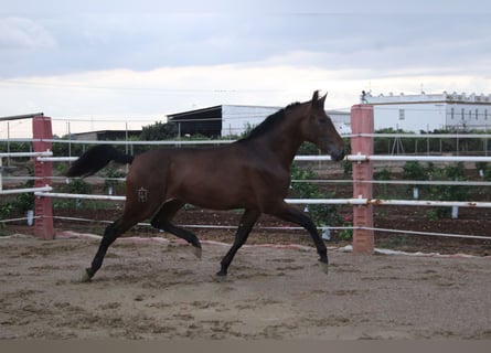 PRE Mix, Giumenta, 2 Anni, 170 cm, Baio