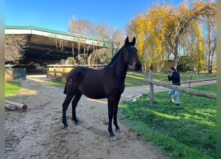 PRE, Giumenta, 2 Anni, 170 cm, Baio