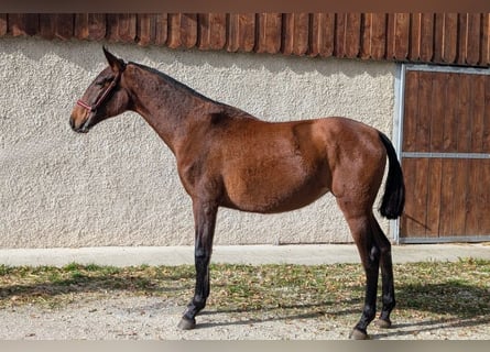 PRE Mix, Giumenta, 2 Anni