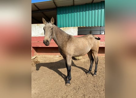 PRE, Giumenta, 2 Anni, Falbo