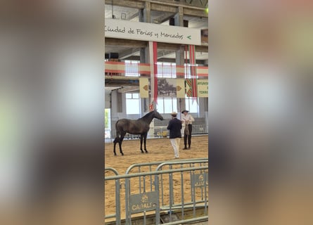 PRE, Giumenta, 2 Anni, Grigio