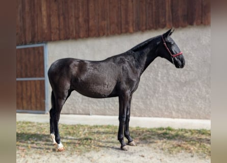 PRE, Giumenta, 2 Anni, Morello