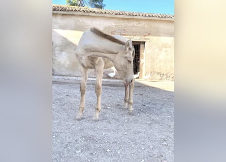 PRE, Giumenta, 2 Anni, Perlino