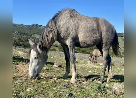 PRE Mix, Giumenta, 3 Anni, 150 cm, Grigio